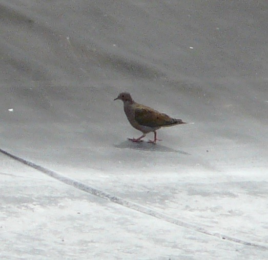 Mourning Dove - ML641021761