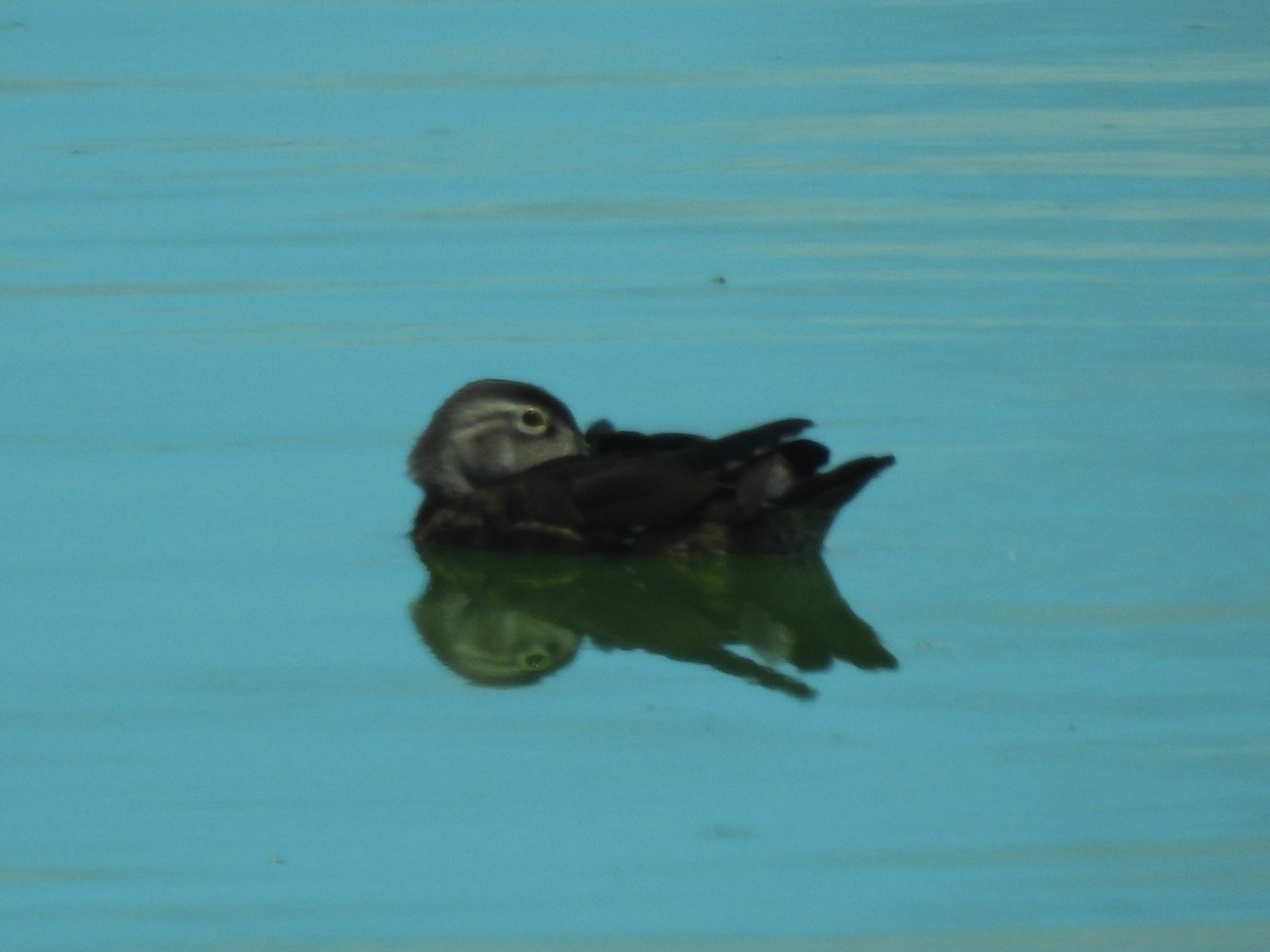 Wood Duck - ML641021832