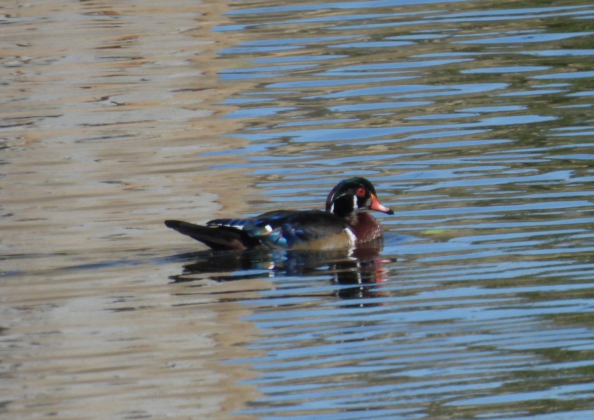 Wood Duck - ML641021833