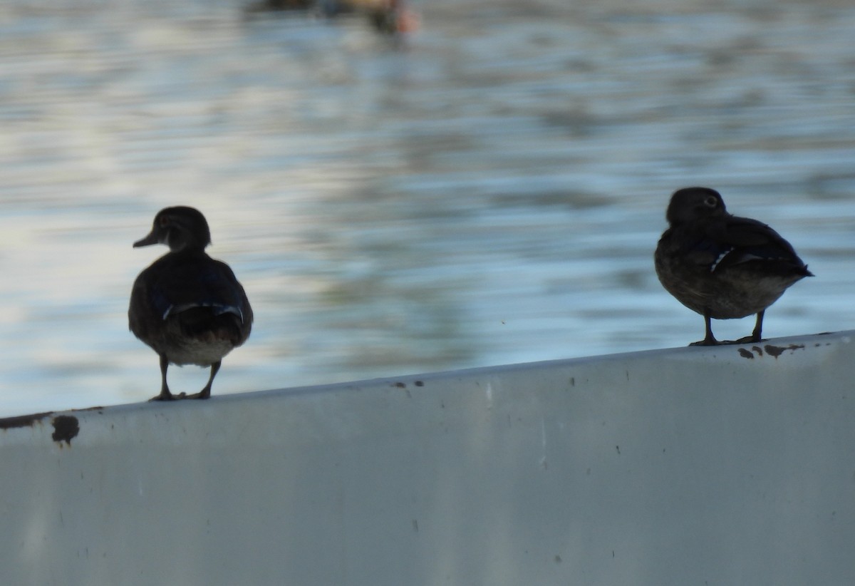 Wood Duck - ML641021834