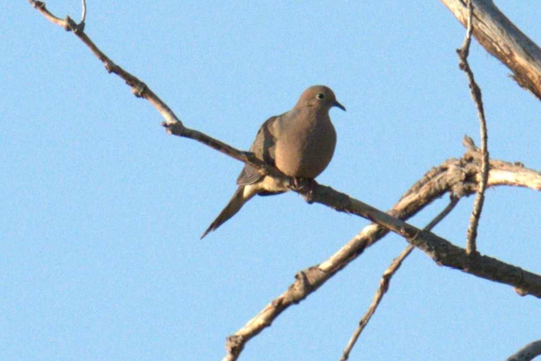 Mourning Dove - ML641021841