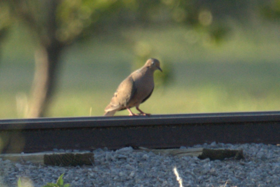 Mourning Dove - ML641021842