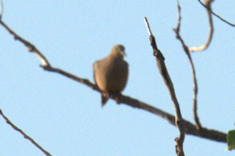 Mourning Dove - ML641021843