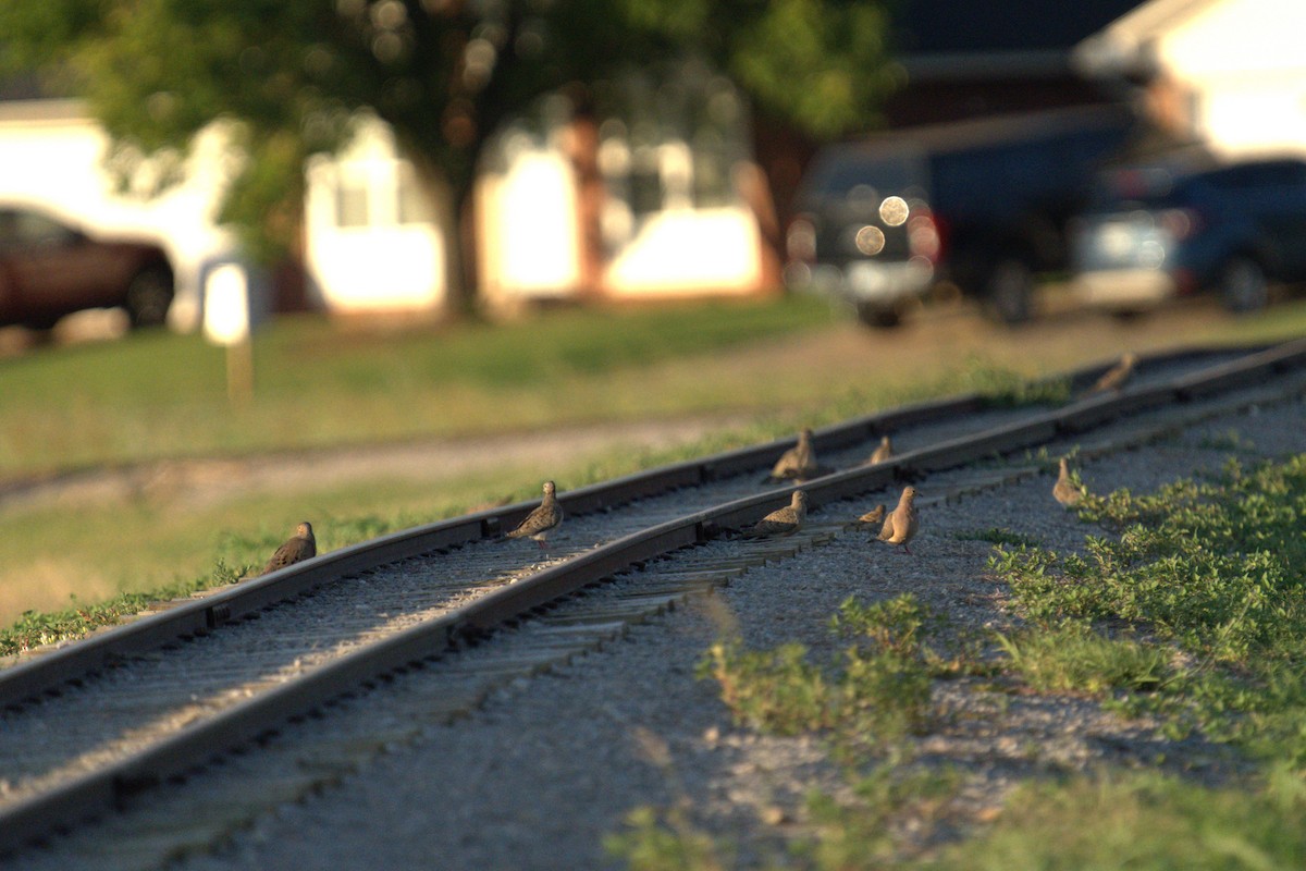 Mourning Dove - ML641021844