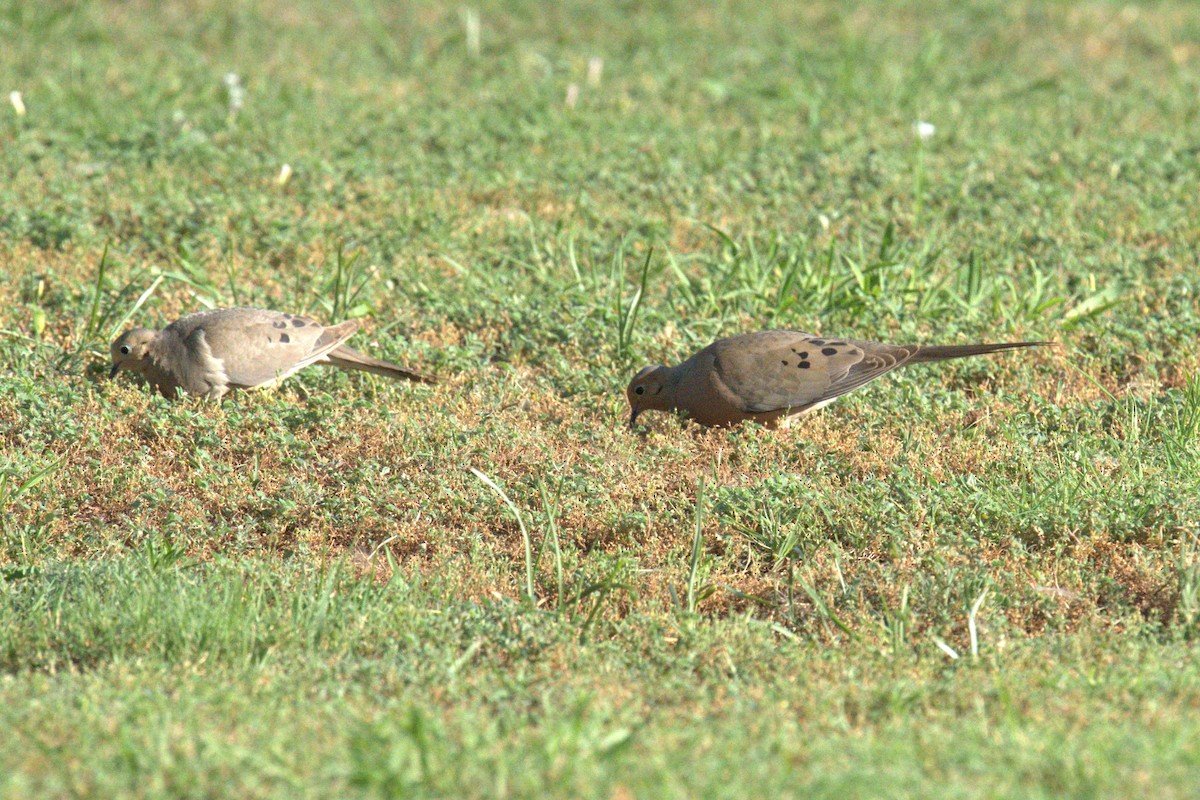 Mourning Dove - ML641021845