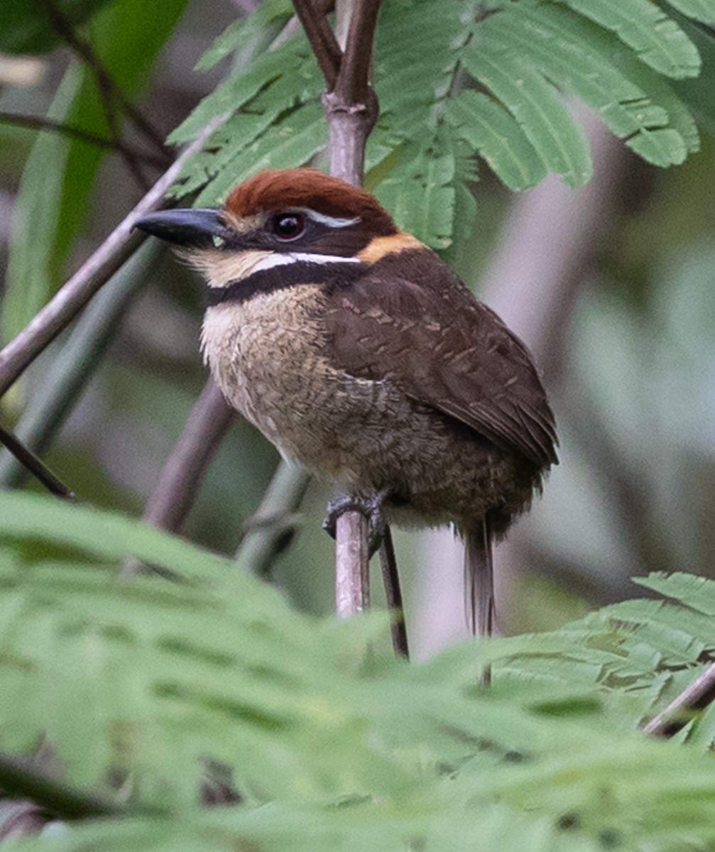 Tamatia macrodactyle - ML641021862