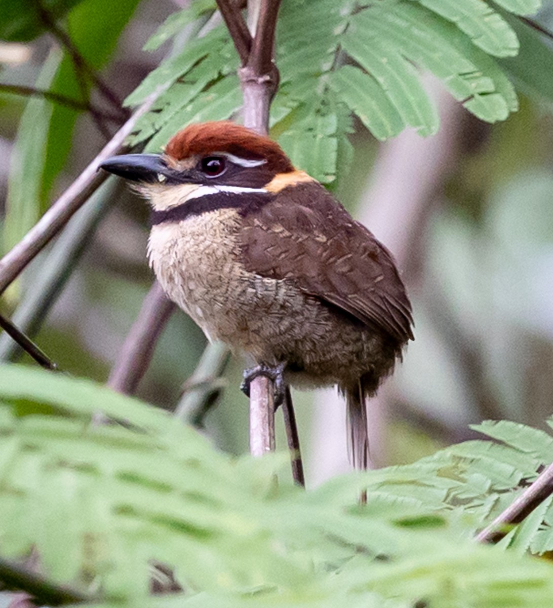 Tamatia macrodactyle - ML641021864