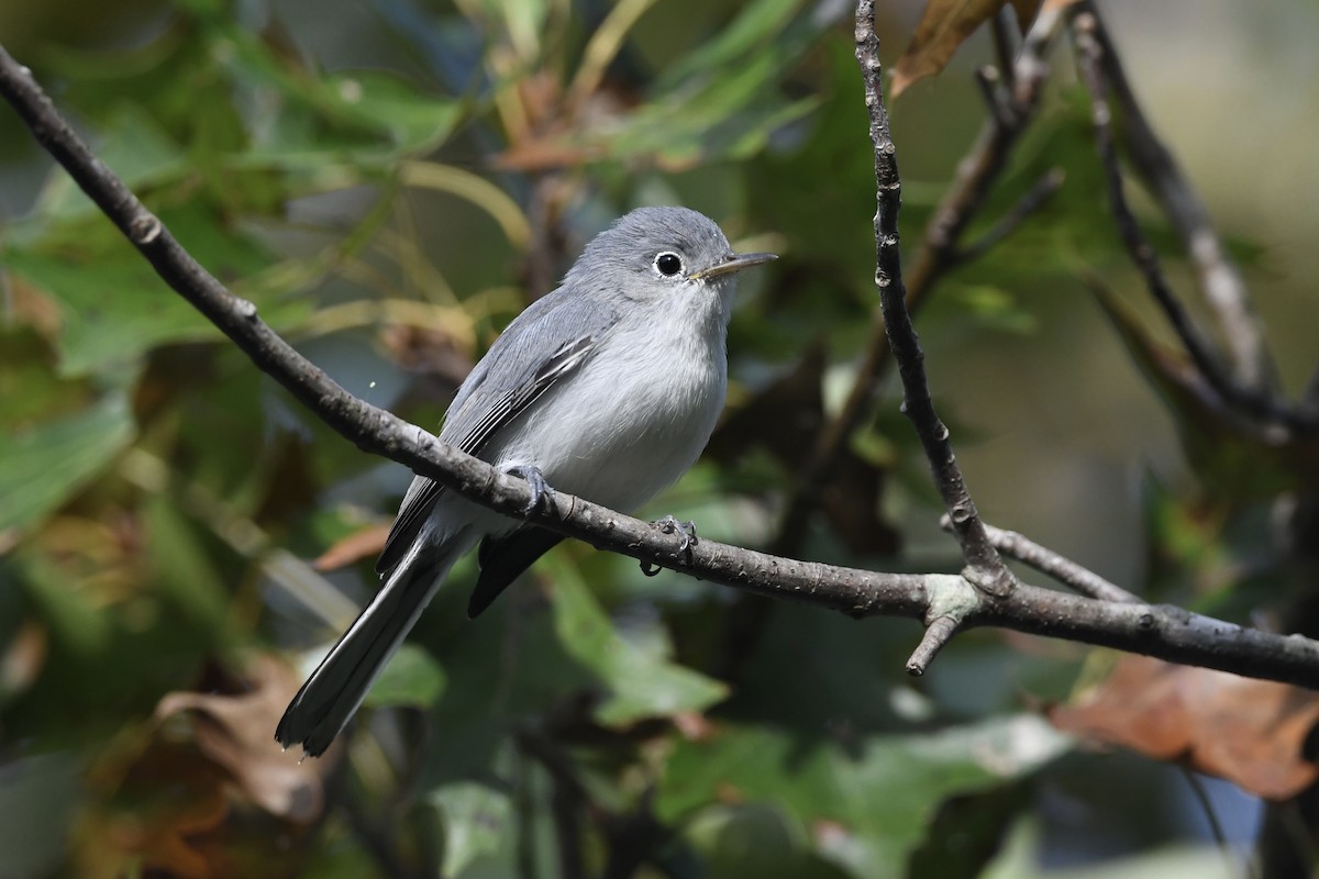 Blue-gray Gnatcatcher - ML641021887