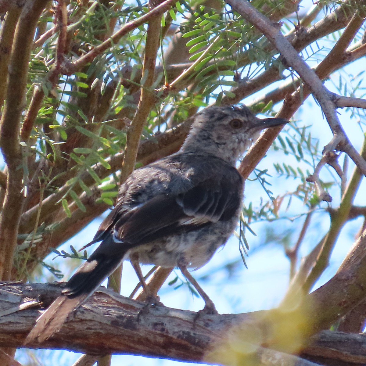 Northern Mockingbird - ML641021932