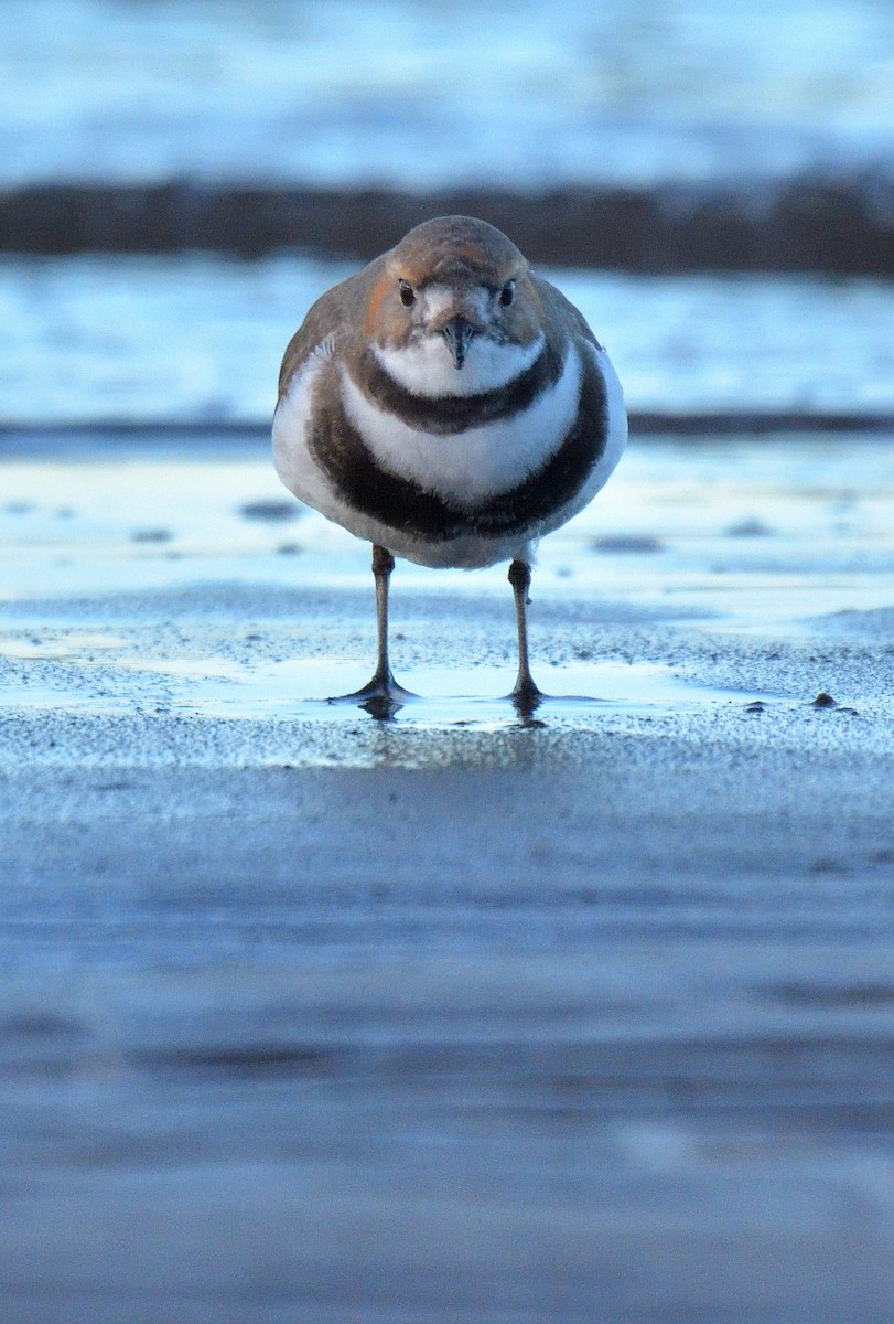 Two-banded Plover - ML641021933