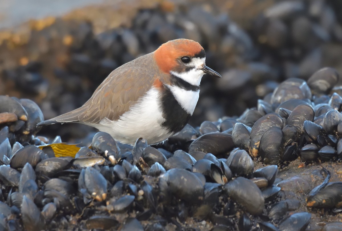 Two-banded Plover - ML641021937