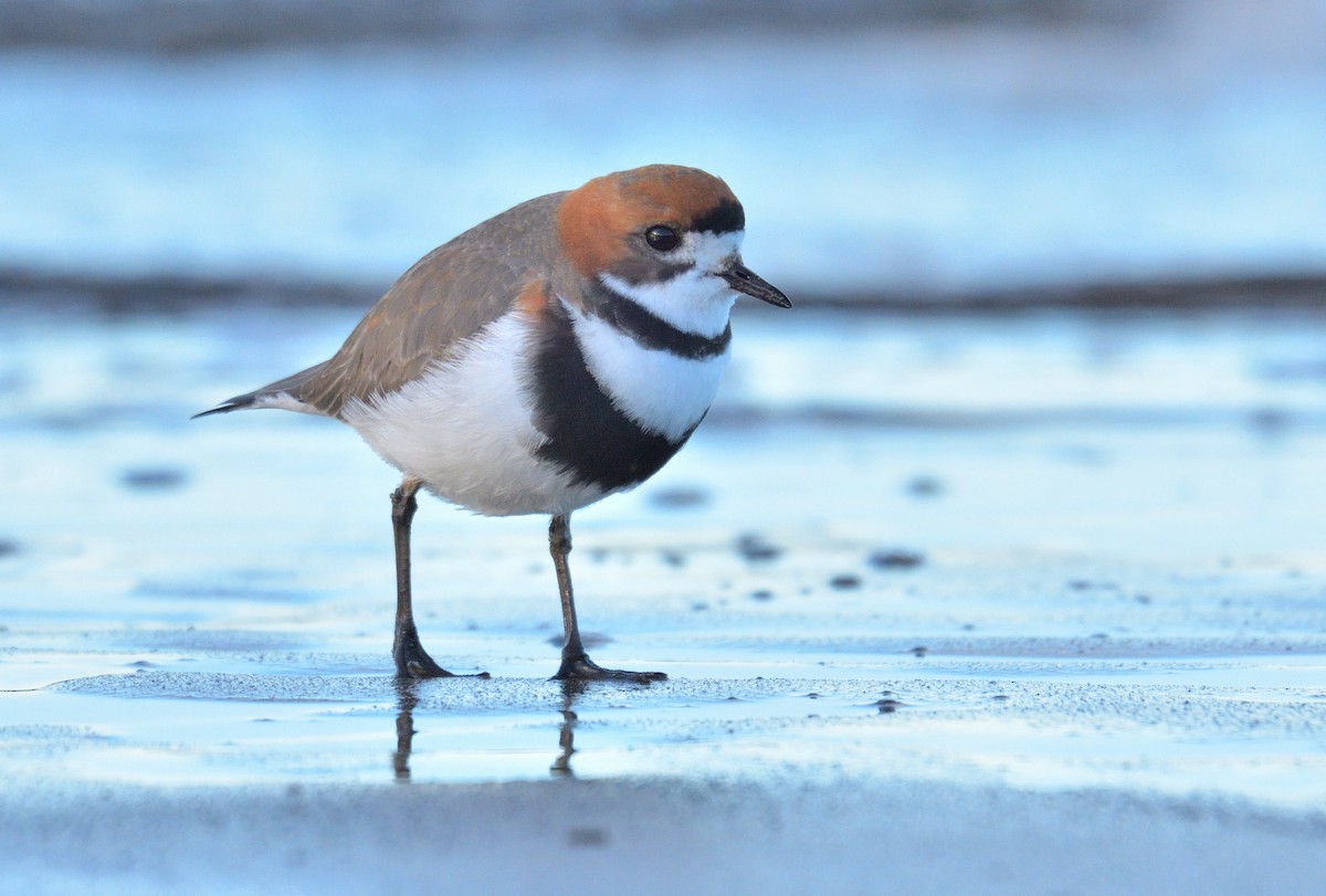 Two-banded Plover - ML641021944