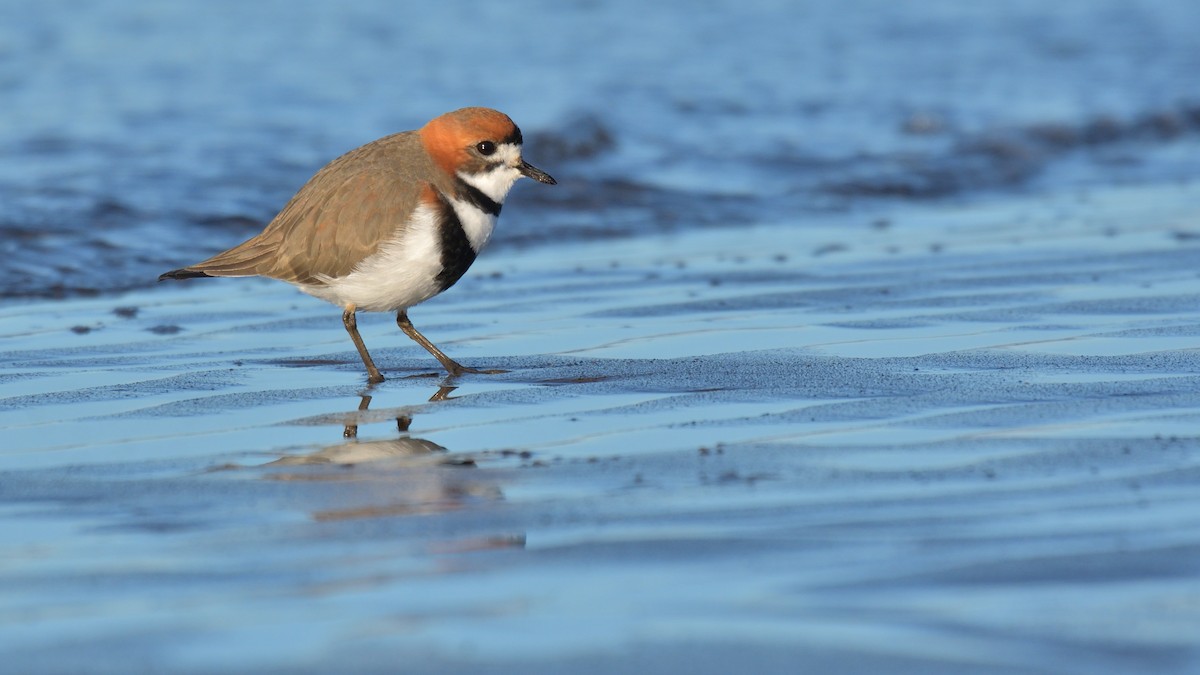 Two-banded Plover - ML641021945