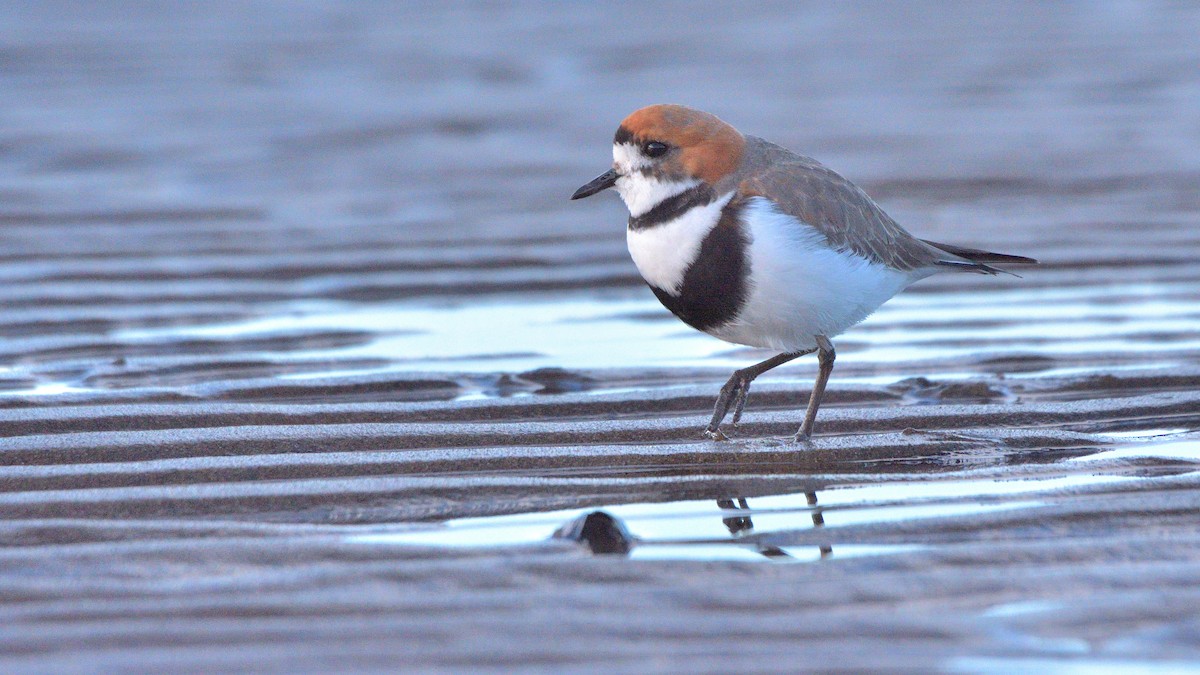 Two-banded Plover - ML641021946