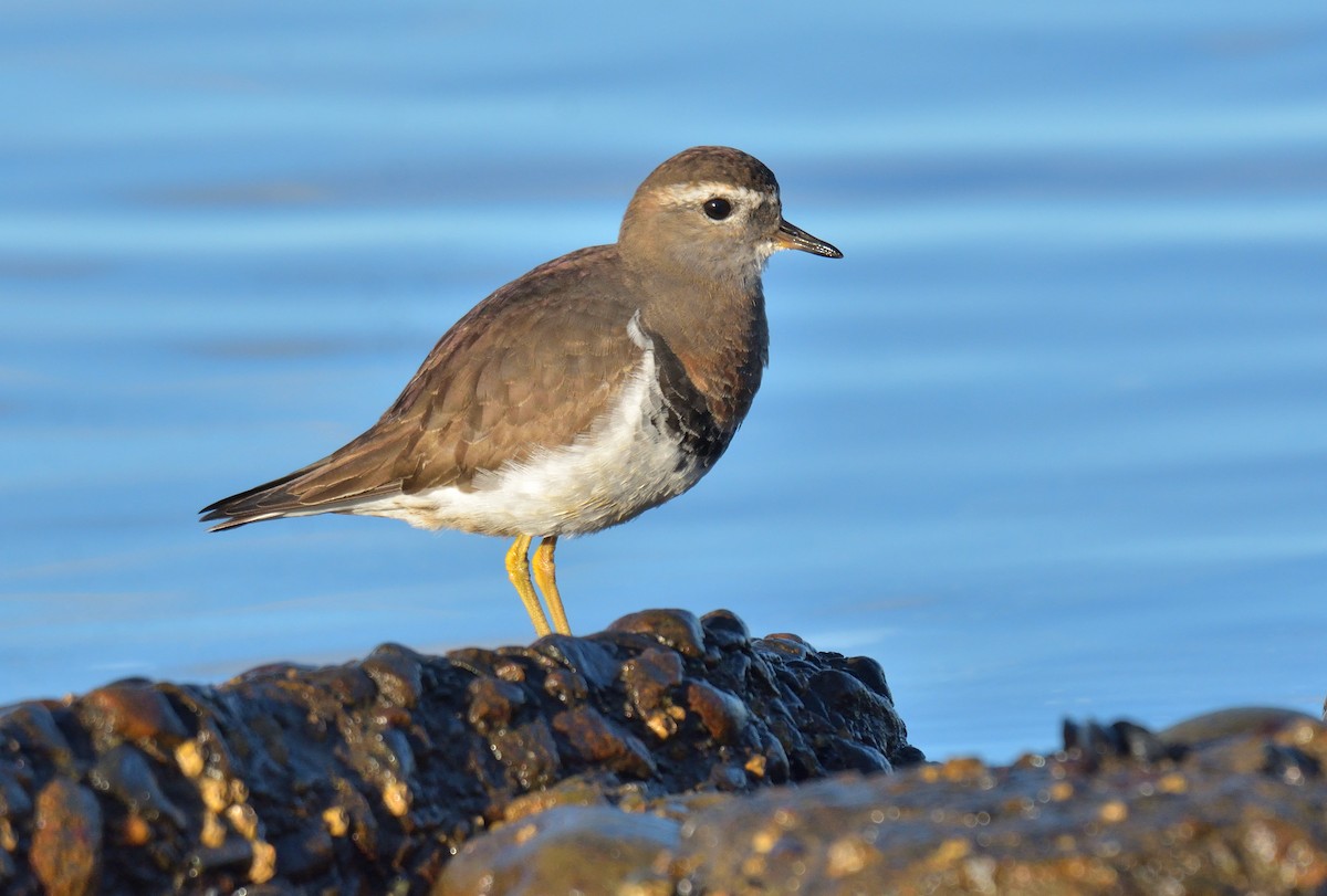 Rufous-chested Dotterel - ML641021961