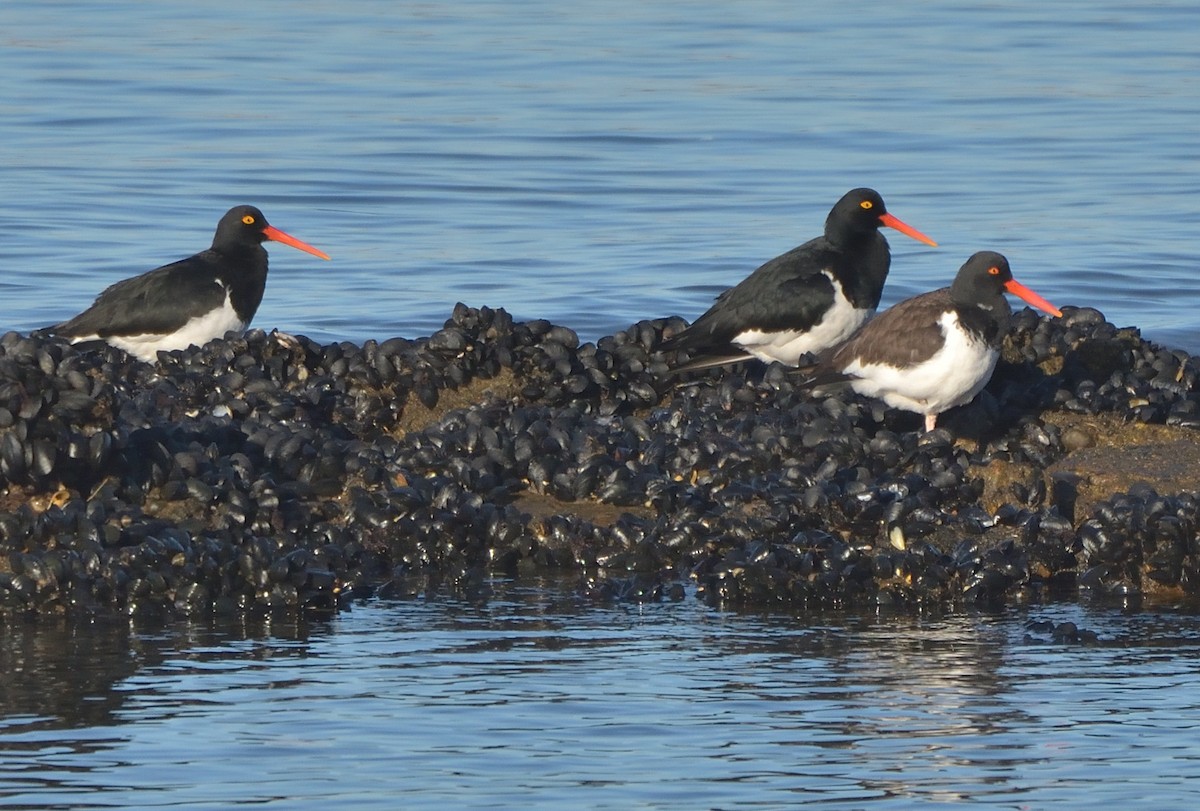American Oystercatcher - ML641021968