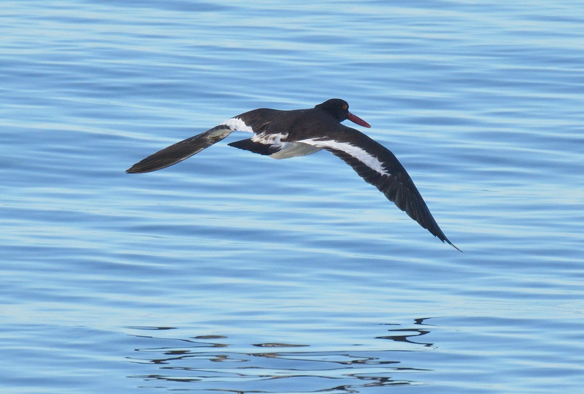 American Oystercatcher - ML641021970