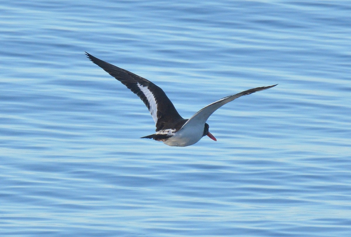 American Oystercatcher - ML641021971