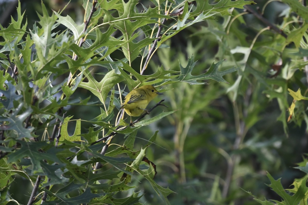 Yellow Warbler - ML641022007