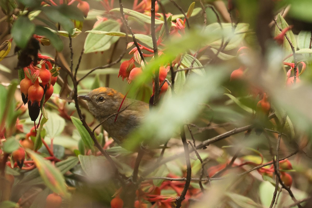 Azara's Spinetail - ML641022017