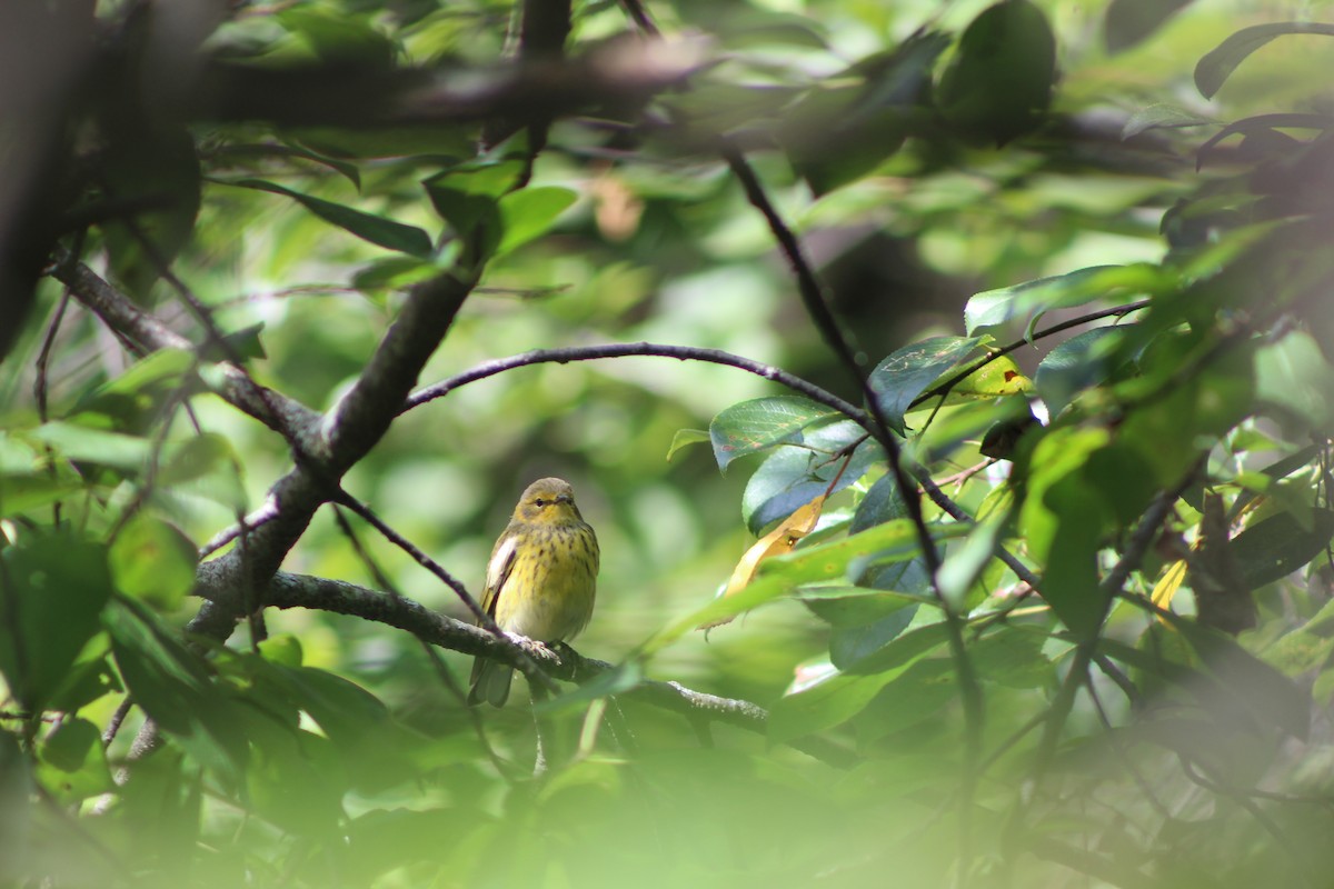 Cape May Warbler - ML641022020
