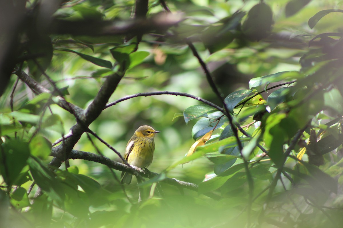 Cape May Warbler - ML641022021