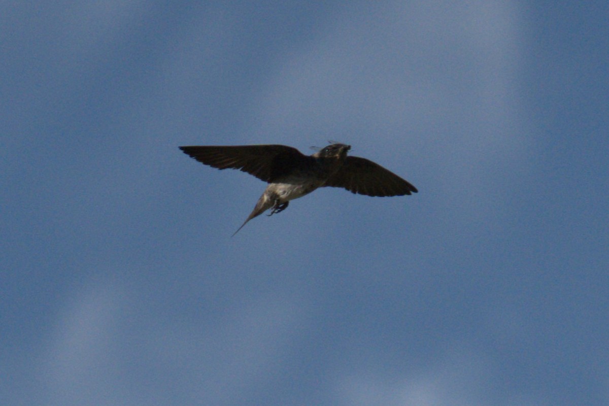 Purple Martin - ML641022023