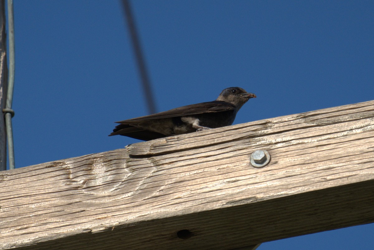 Purple Martin - ML641022026