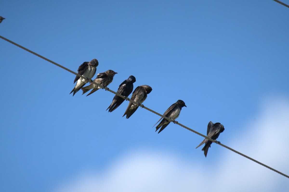 Purple Martin - ML641022027