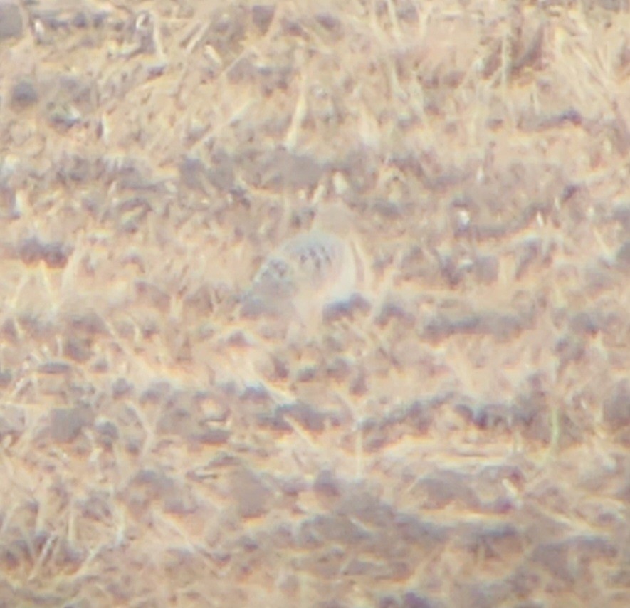 Piro piro fulvo - ML641022030