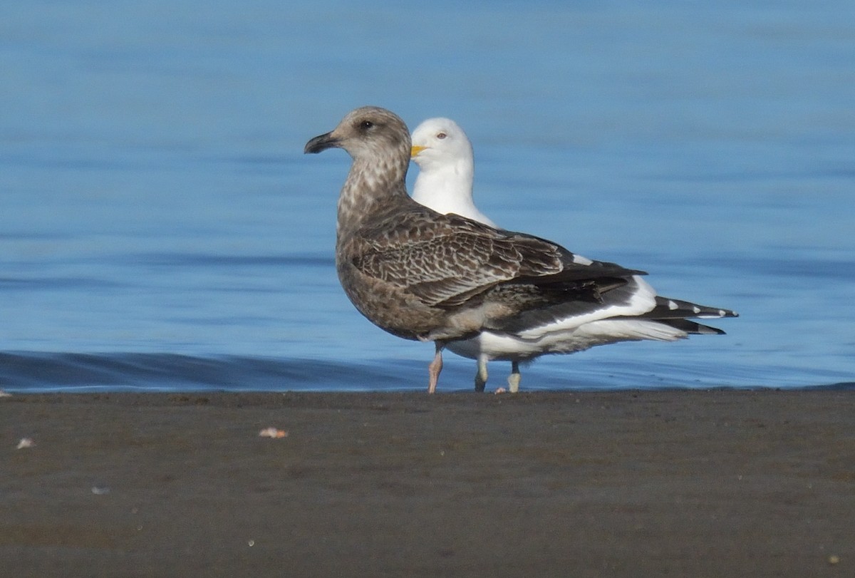 Kelp Gull (dominicanus) - ML641022032