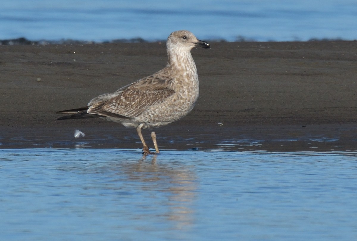 Kelp Gull (dominicanus) - ML641022033