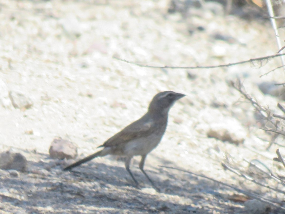 Black-throated Sparrow - ML641022035