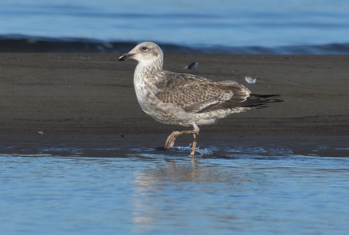 Kelp Gull (dominicanus) - ML641022036