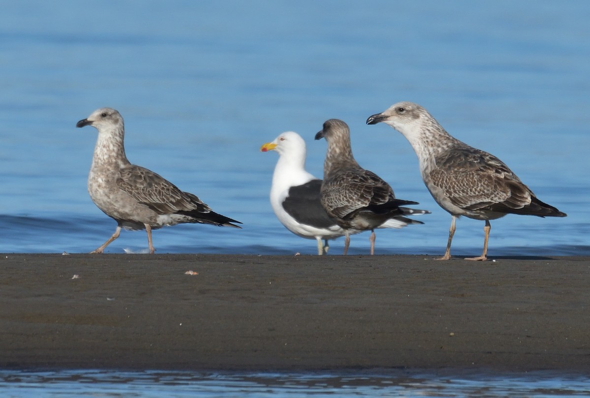 Kelp Gull (dominicanus) - ML641022037