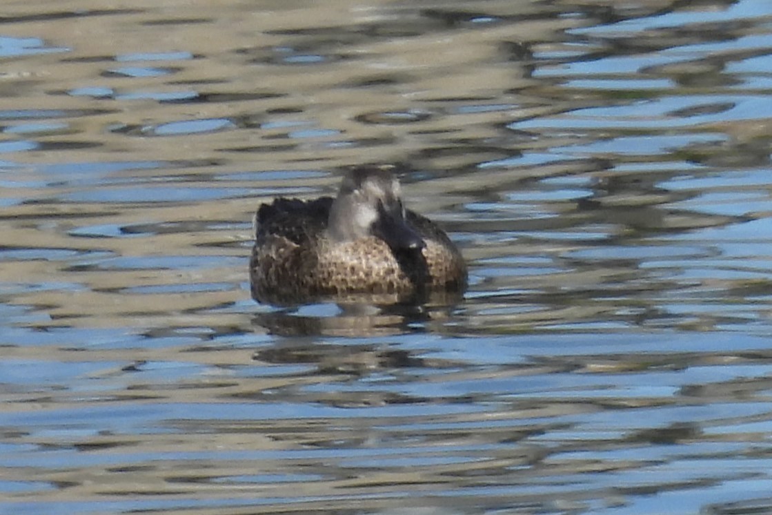 Blue-winged Teal - ML641022039