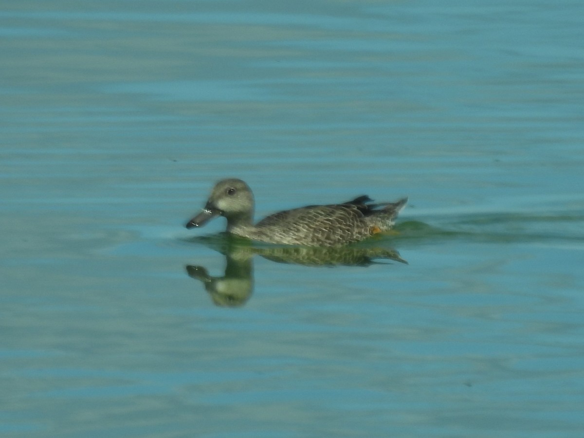 Blue-winged Teal - ML641022040