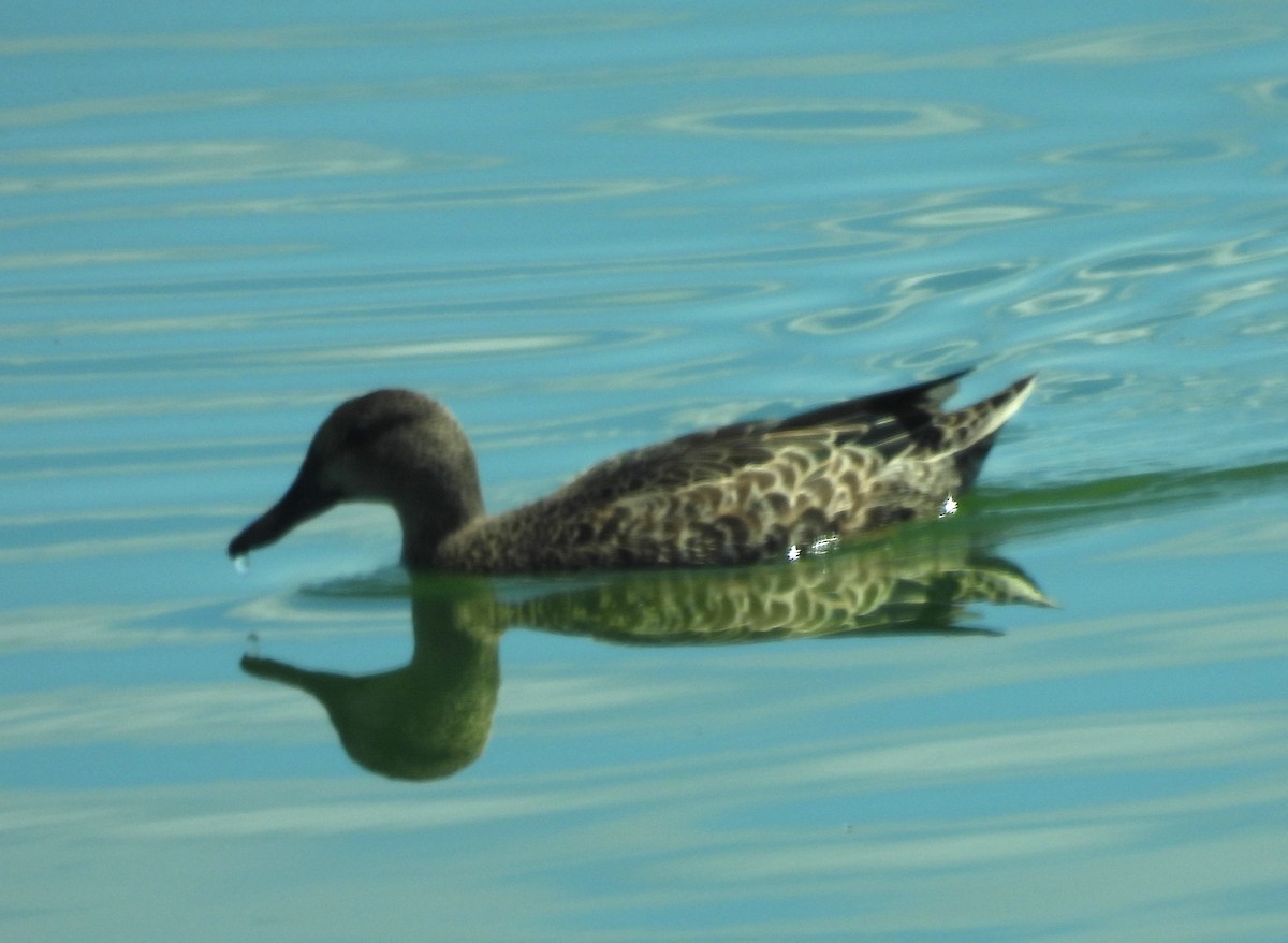 Blue-winged Teal - ML641022041