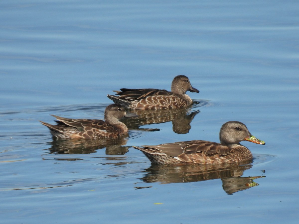 Blue-winged Teal - ML641022043