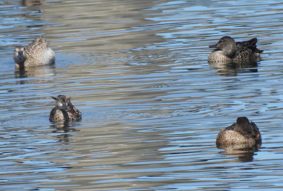 Blue-winged Teal - ML641022045