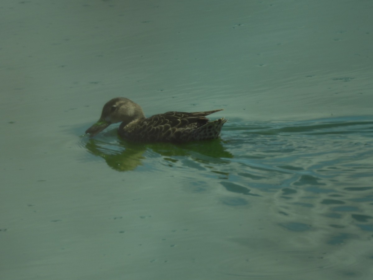 Blue-winged Teal - ML641022046