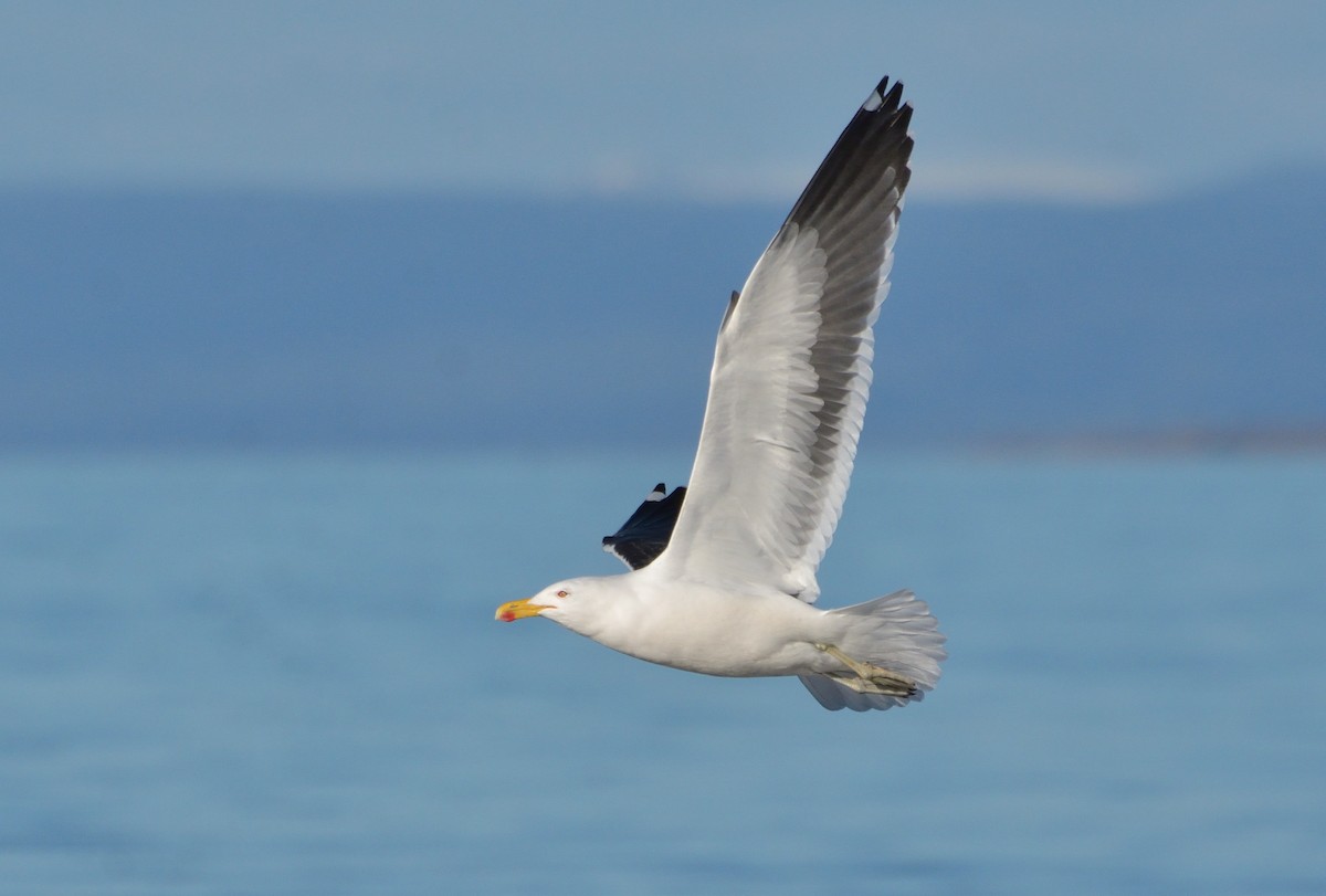 Kelp Gull (dominicanus) - ML641022047