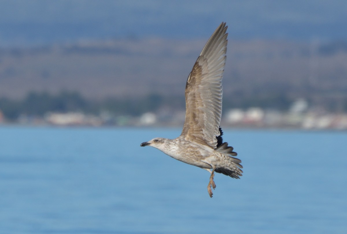 Kelp Gull (dominicanus) - ML641022048