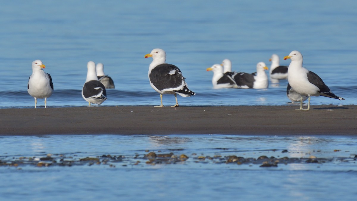 Kelp Gull (dominicanus) - ML641022049