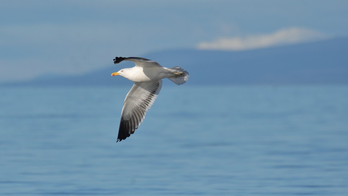 Kelp Gull (dominicanus) - ML641022050