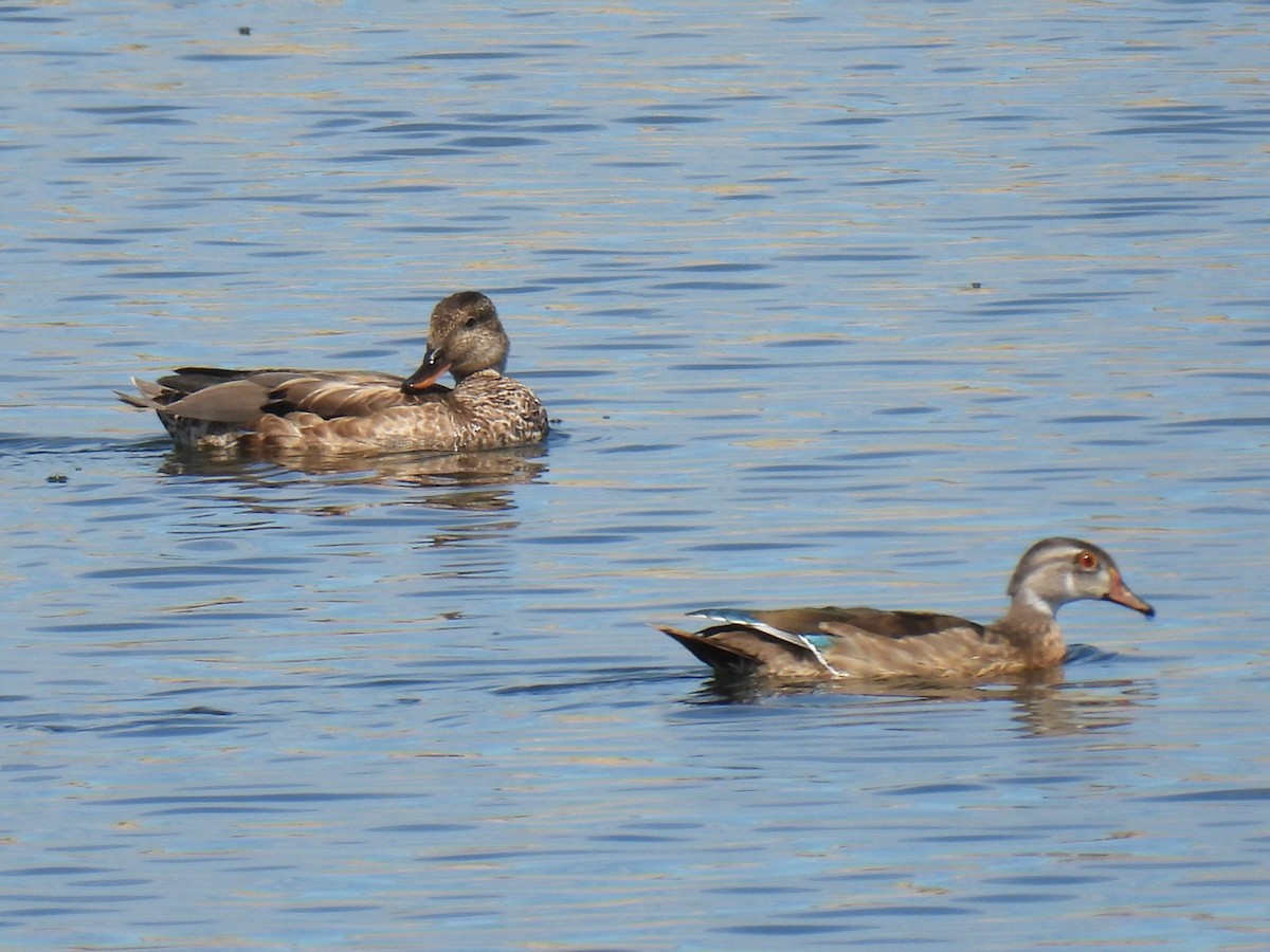 Wood Duck - ML641022071