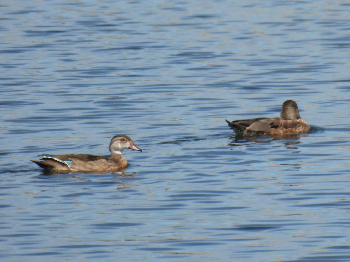Wood Duck - ML641022072