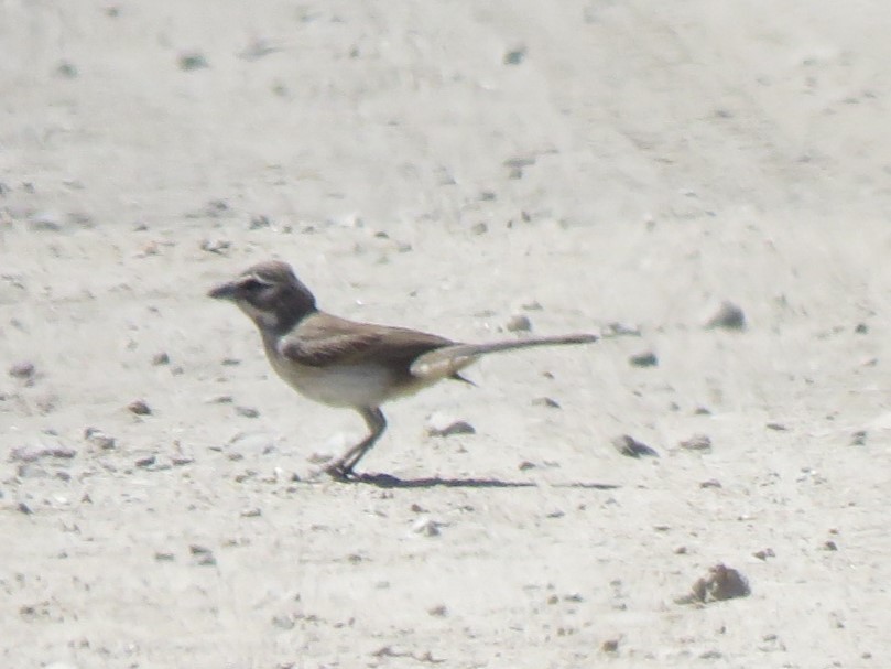 Black-throated Sparrow - ML641022078