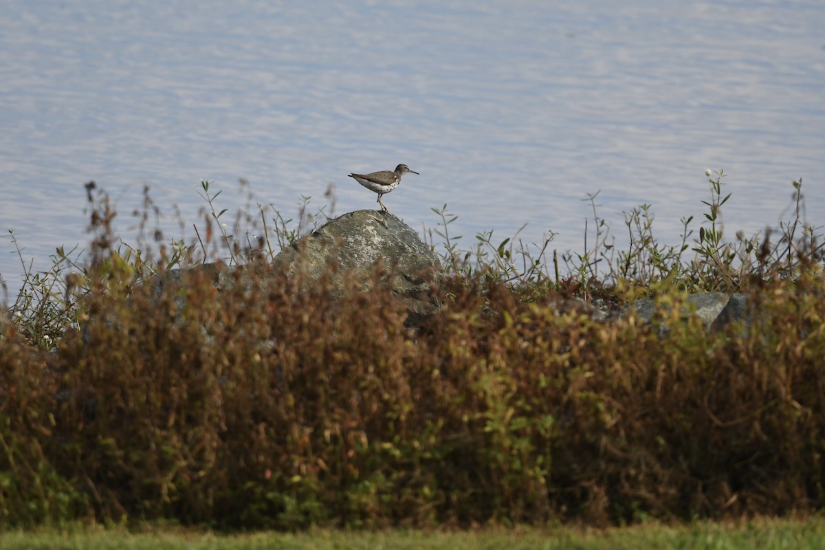 Spotted Sandpiper - ML641022087