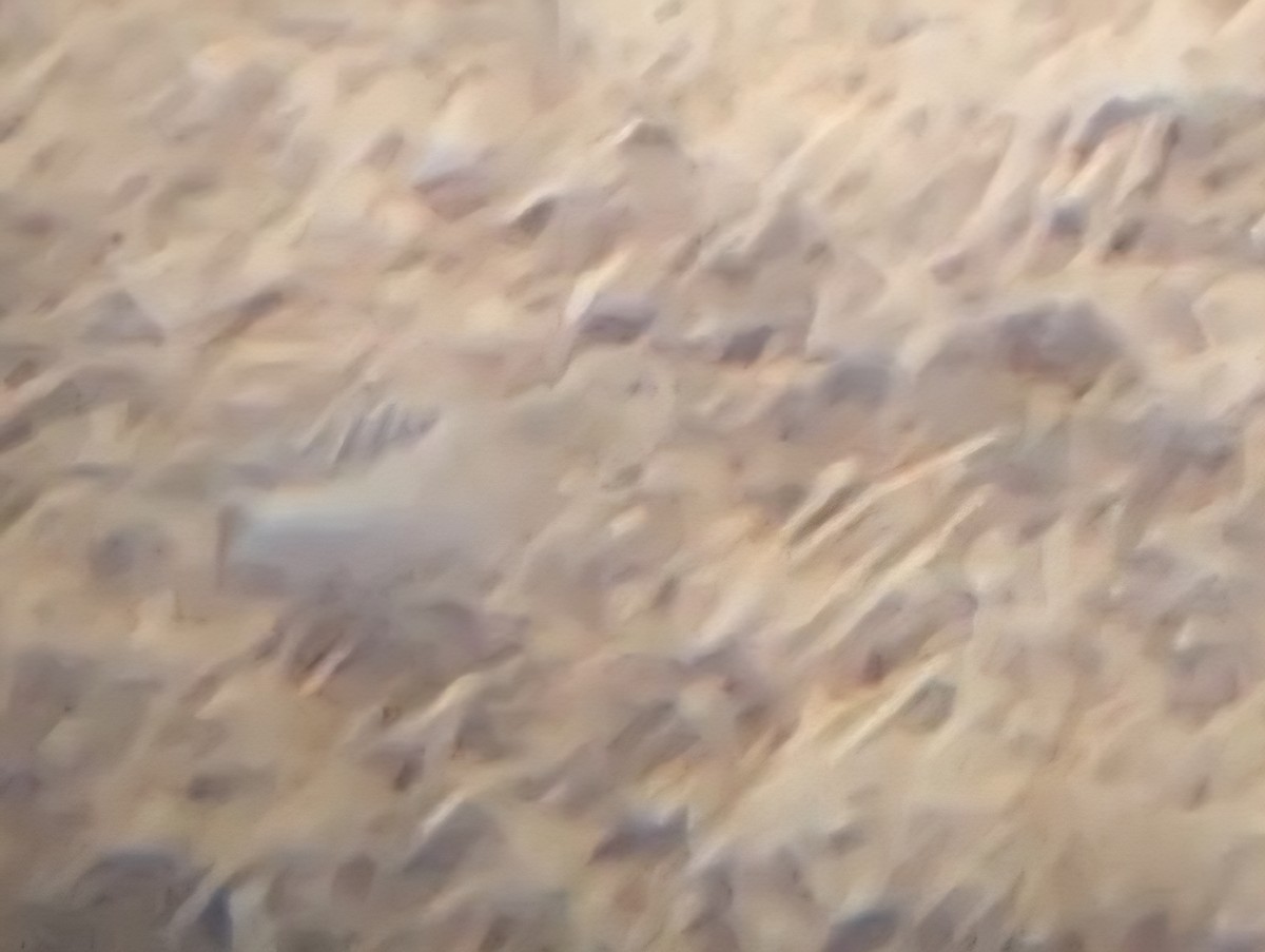 Piro piro fulvo - ML641022101